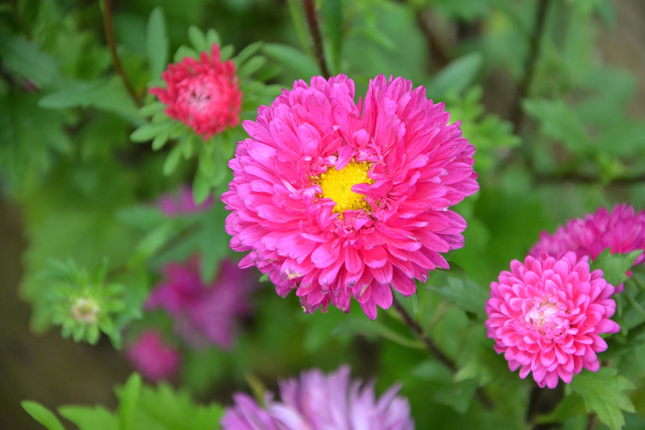 花语之韵，揭秘花卉名字背后的寓意大全