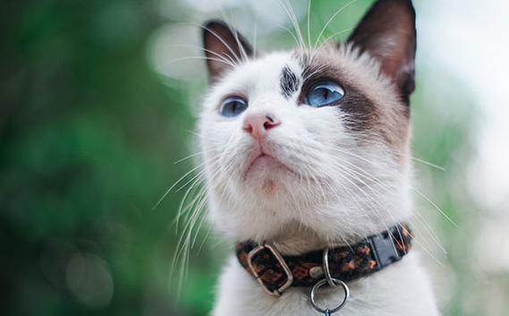 给猫咪起名字的建议