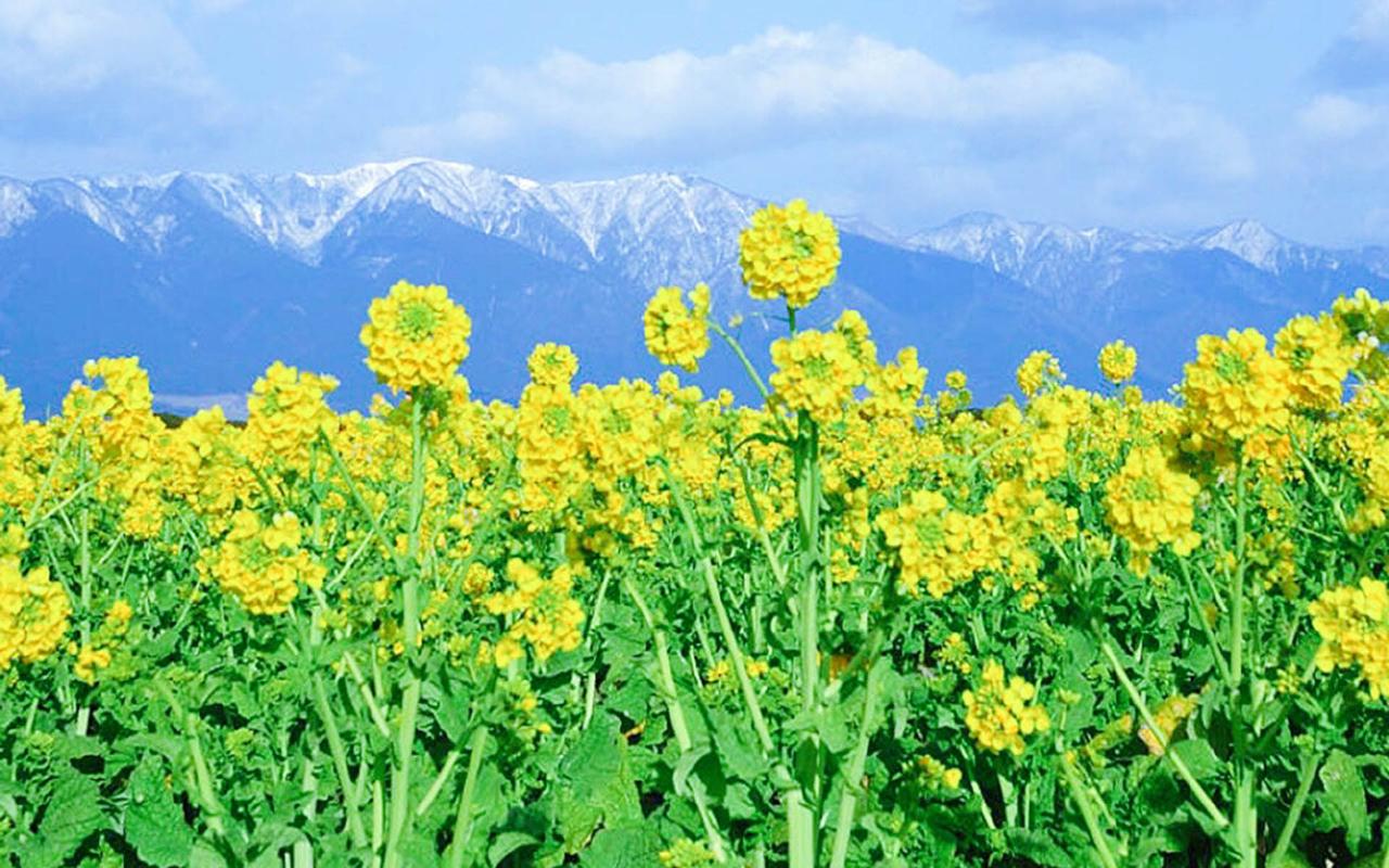 1.春之舞