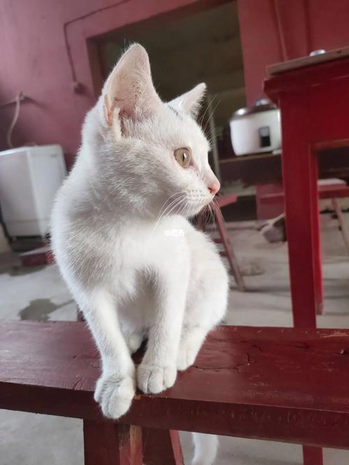 如何给八嘎猫起名字？