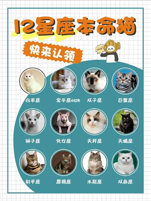 十二星座给猫起名字男