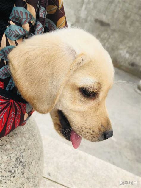 拉布拉多幼犬起名字