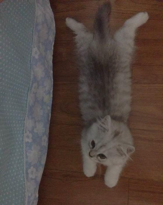给猫起名字叫什么球