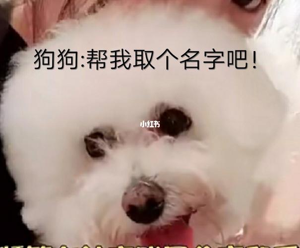 宠物狗的起名称大全