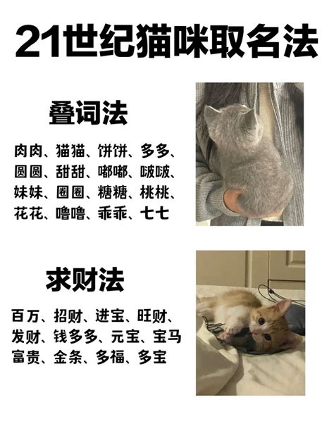 猫咪起名字大全