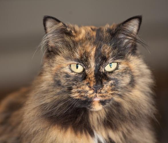 猫咪起个名字叫什么名字呢