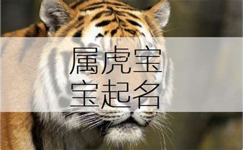 虎宝宝起名男孩名