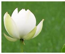 六月初福星照耀，属相桃花盛开——爱情与生活的甜蜜交响曲