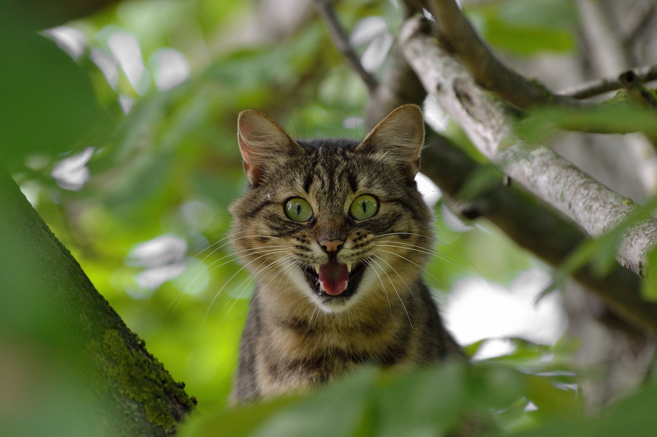 野性的力量，加拿大超级猪入侵美国的故事